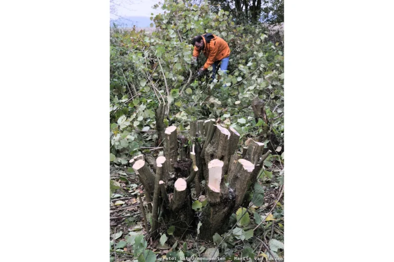 Snoeien en zagen bomen