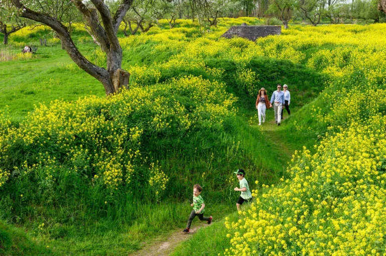 Wandelaars tussen gele bloemen en met groepsschuilplaats.