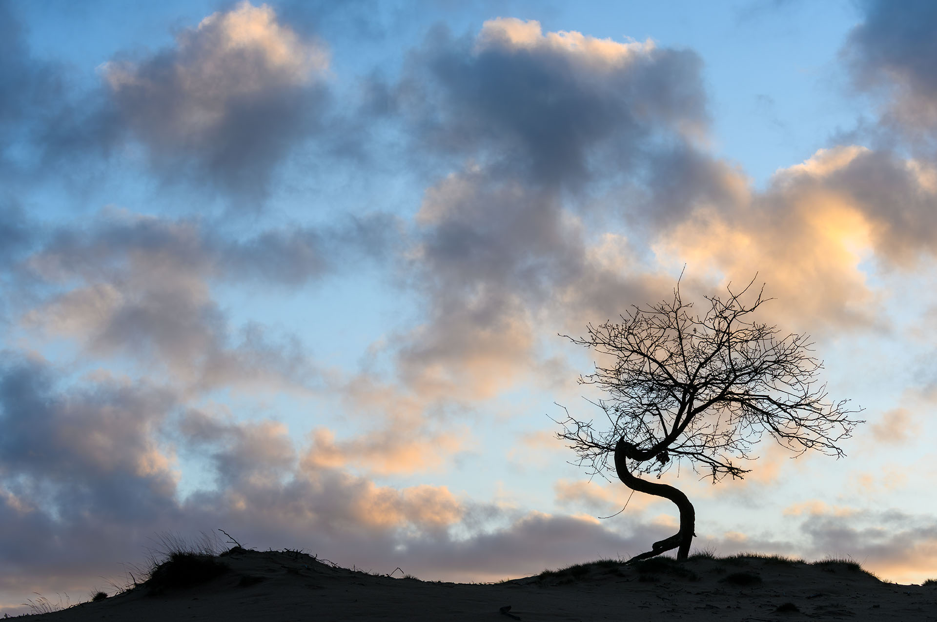 Boompje in silhouet op het Kootwijkerzand