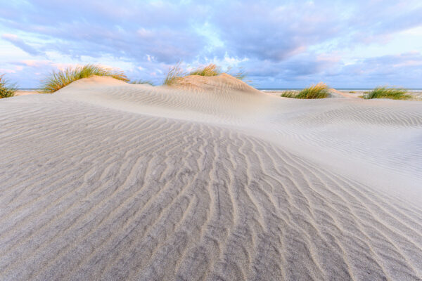 Barely a meter high young dunes with marram grass