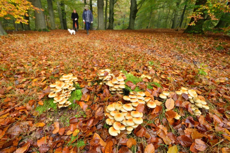 Paddenstoelen en wandelaars met hondje